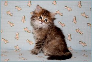 Female Siberian Kitten from Deedlebug Siberians